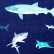 画像6: サメのいる海【シューズバッグ】 手作りキット 作り方マニュアル付き 入園入学 手芸キット