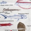 画像5: マニアックなおさかな【レッスンバッグ】 手作りキット 作り方マニュアル付き 入園入学 手芸キット[n][u] (5)